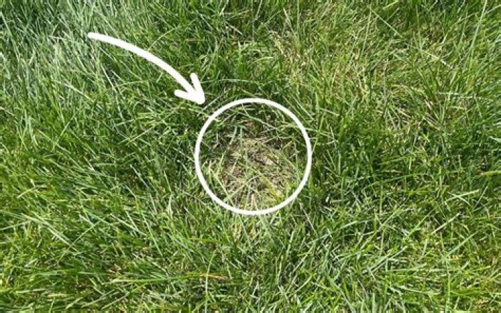 Will Kentucky bluegrass fill in bare spots