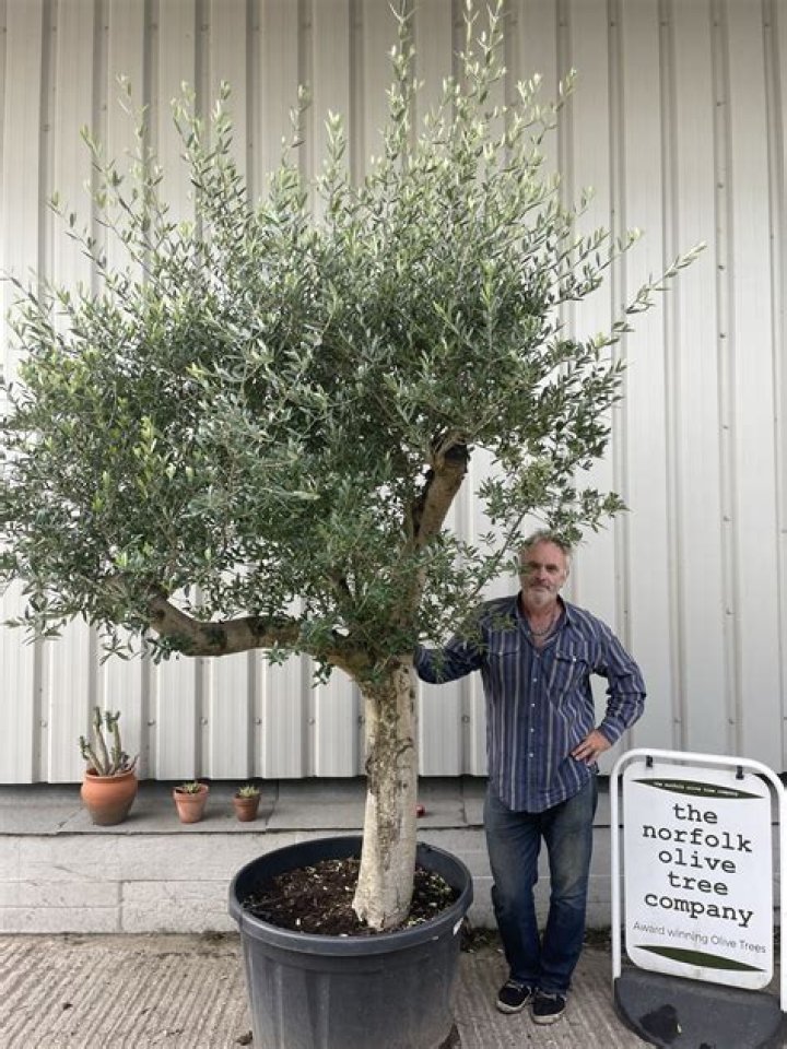 Will my olive tree grow new leaves