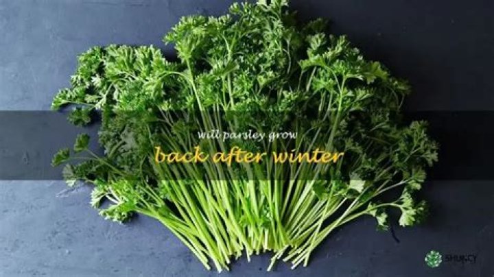 Will parsley grow back after winter