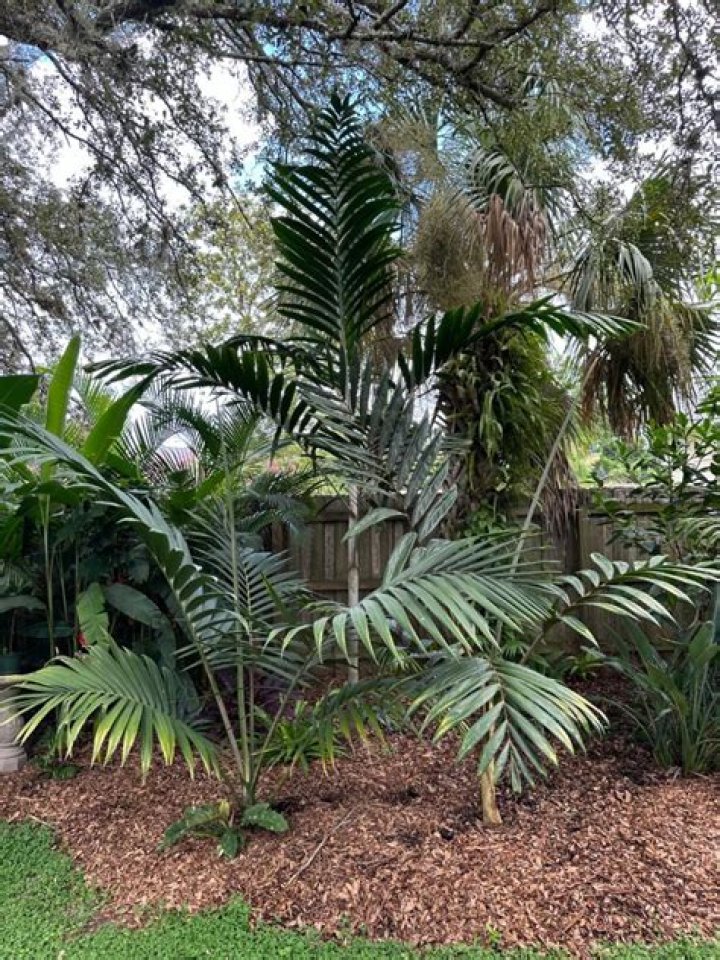 Will queen palms grow in shade