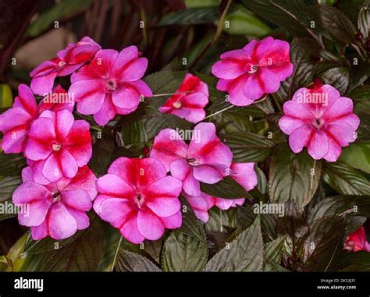 Will slugs eat impatiens