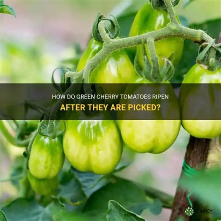 Will tomatillos ripen after picked