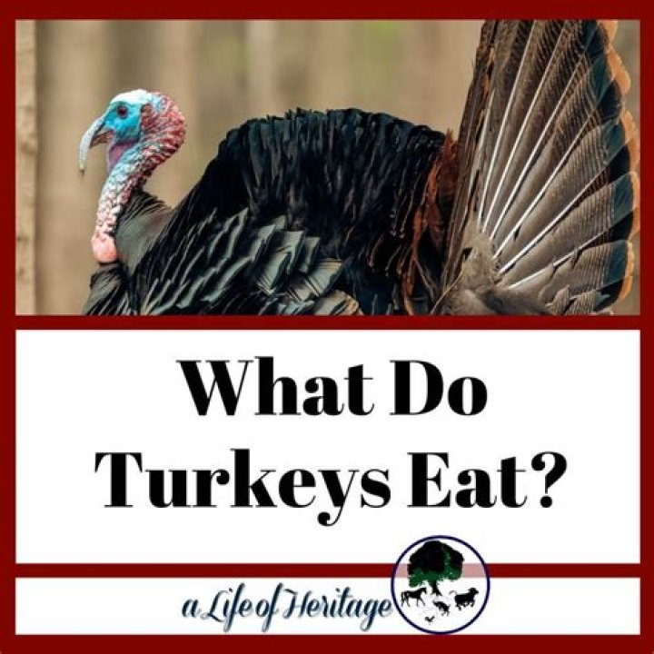 Will turkeys eat themselves to death