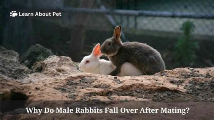 Will two male rabbits kill each other