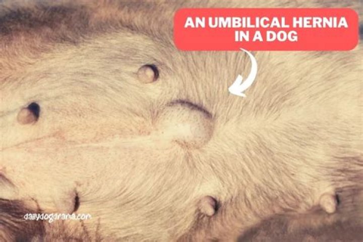 Will umbilical hernia go away in puppies