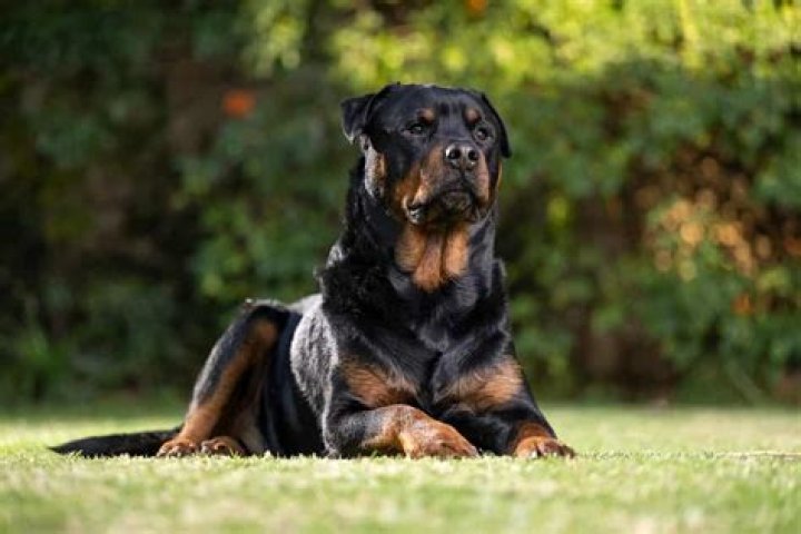 Will untrained Rottweiler protect you