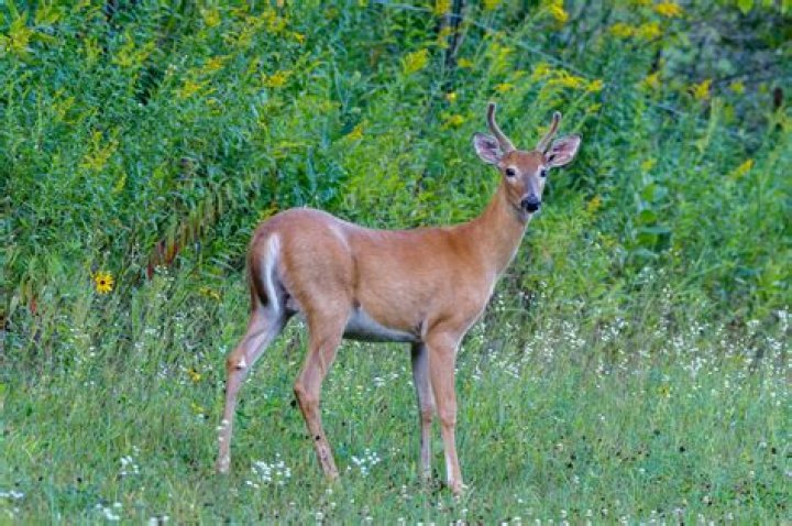 Will urine keep deer away