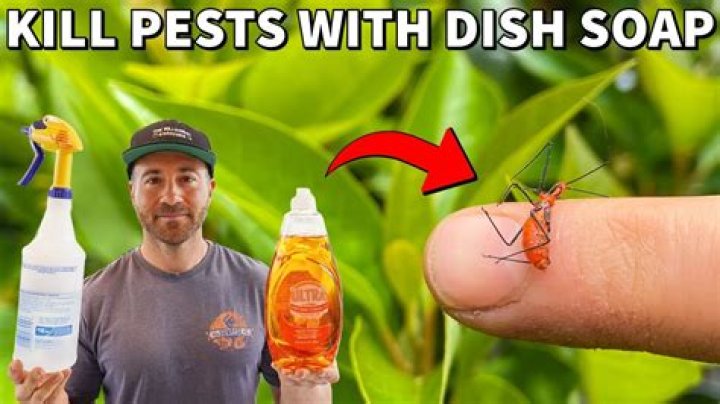 Will vinegar and dish soap kill ants