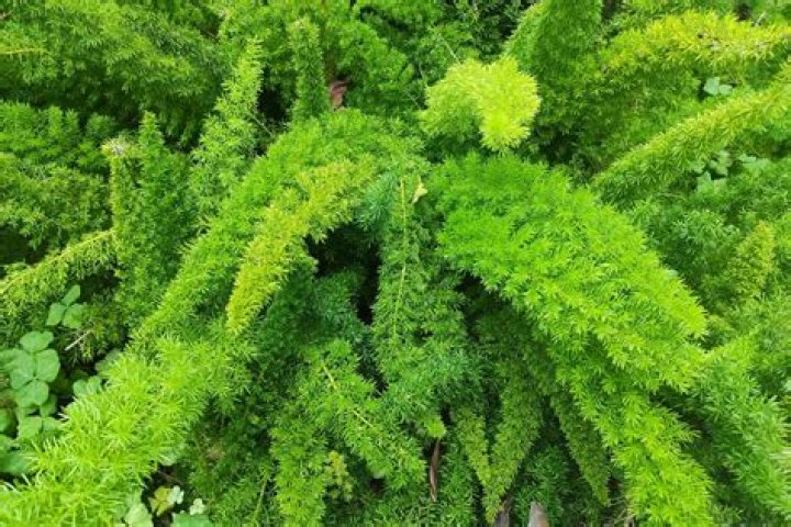 Will vinegar kill asparagus fern