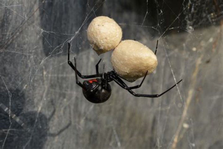 Will vinegar kill black widows
