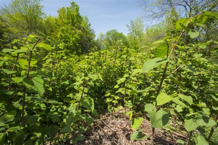 Will vinegar kill Japanese knotweed