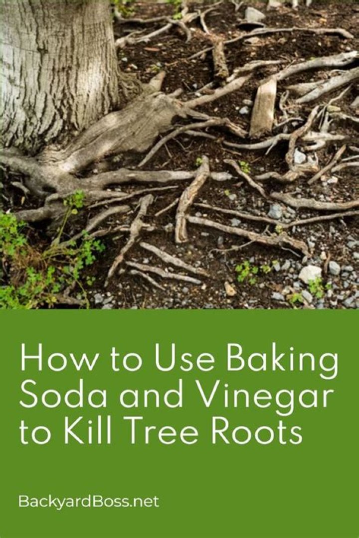 Will vinegar kill tree saplings