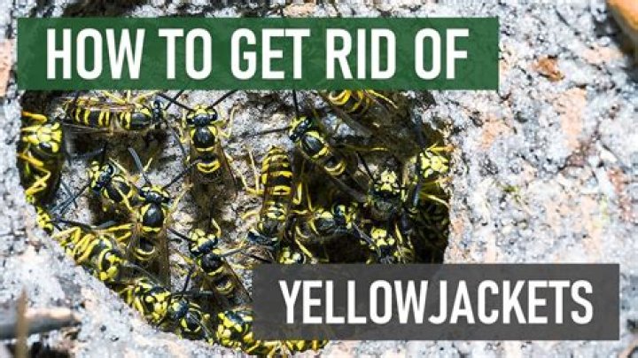 Will vinegar kill yellow jackets